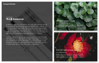 썬데이 투 먼데이 다이아몬드 스피큘  5,000 Shot